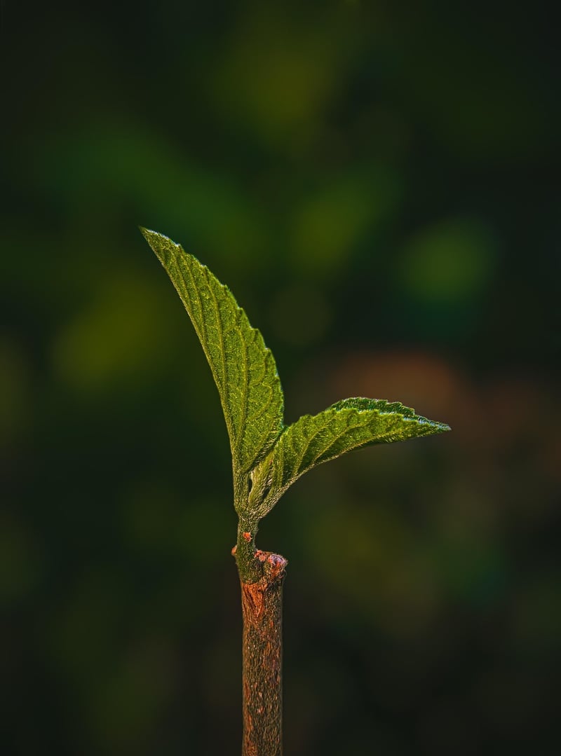 Pruning Vertical Plants