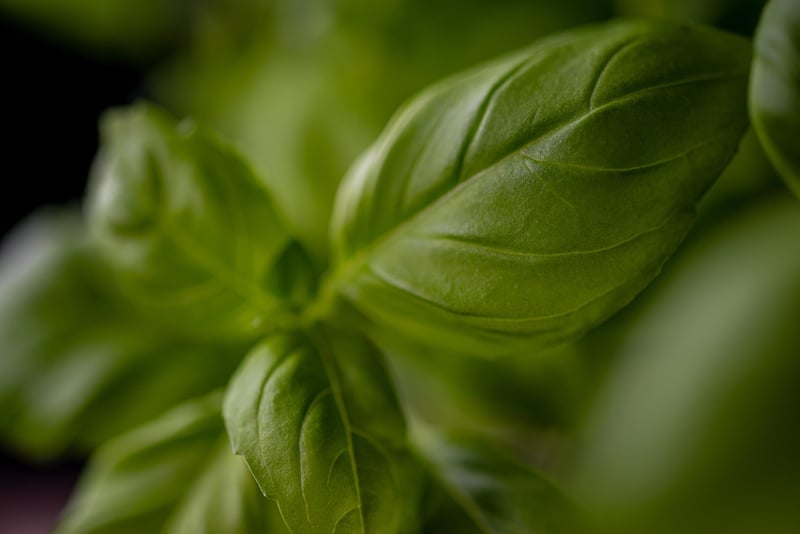 Companion Planting