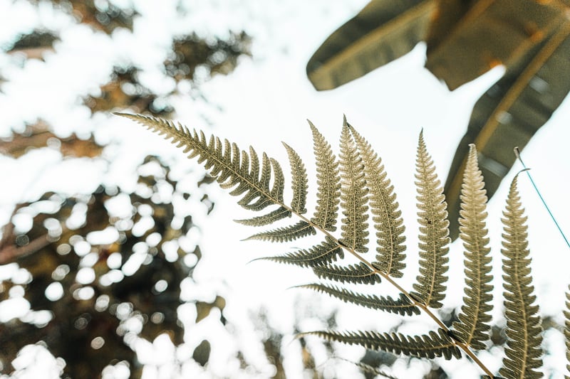 Living Wall Art