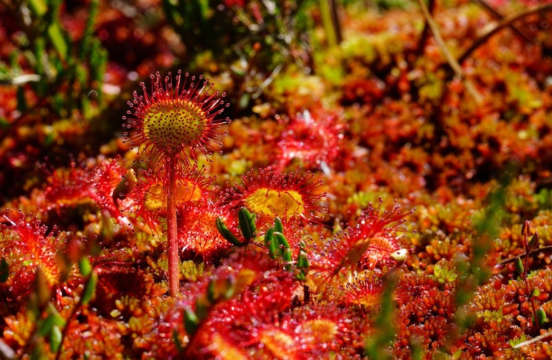 Herb Spiral
