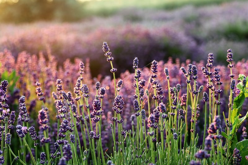 Aromatic Pathway