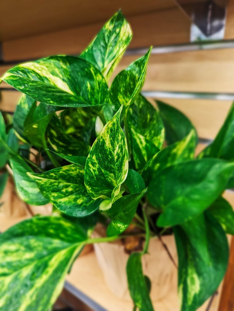 Pothos plant