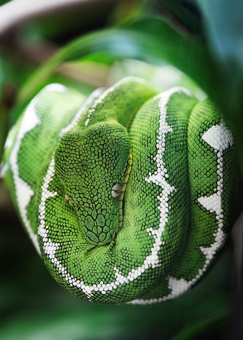 Snake plant