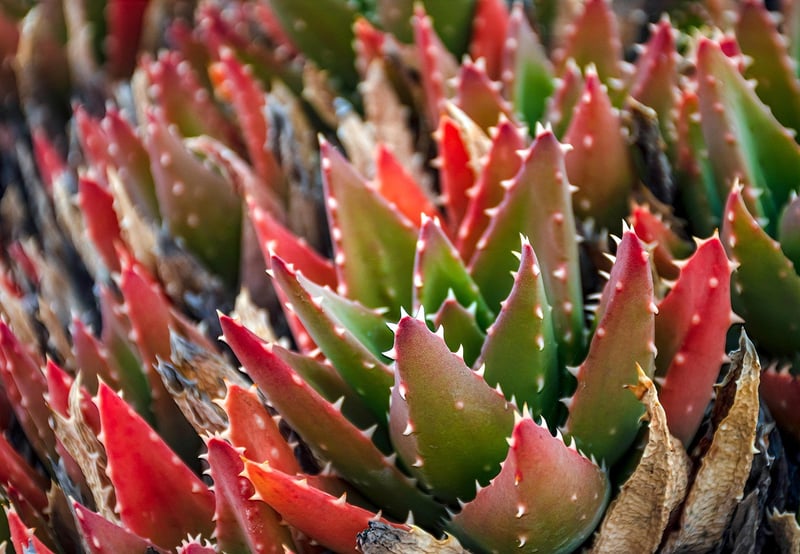 Succulent Vertical Garden